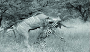 • Leopards rely on their stealth and the element of surprise. They run at a seemingly pedestrian pace of only 60 kilometres per hour.
