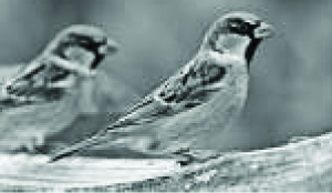 •BIRDS and their eggs have been at least incidental sources of food for humans since their origin and still are in most societies.