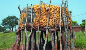 • Lack of both knowledge on post-harvest handling and appropriate household storage facilities are among the major reasons farmers end up selling all their produce.