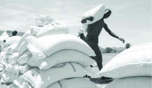 • The unprecedented high price of the staple food surprisingly comes against a background of the heavy yield that has seen the country projecting a harvest of 3,350,671 tonnes from its 2013/14 farming season.