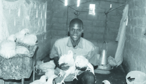 • Mr Kamanga working in the chicken run at his residence in Kimasala area in Solwezi, which he developed using some of the compensation money. Picture by Martin Musunka/SUMA SYSTEMS.