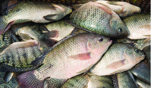 •Zambia can easily become self-sufficient in fish production and sell the surplus to other countries within the region.