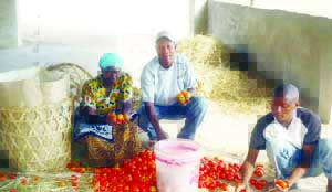 •smallholder gross profits for cabbage, tomatoes and onion is much more profitable compared to maize.