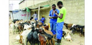 •SOME customers captured at Chibolya Roadside Market in Lusaka yesterday negotiating prices for the live goats they intended to buy for resale ahead of Christmas Day. Picture by KENNEDY MUPESENI