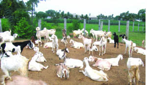 •THE Luchembe goat breeding centre will be among the many centres that the Government has put in place to ensure that local livestock farmers have access to high quality breeds.