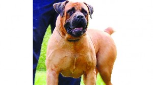 •A Boerboel