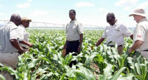 •PRESIDENT Edgar Lungu visits and irrigated maize field at Zambeef in Chisamba.