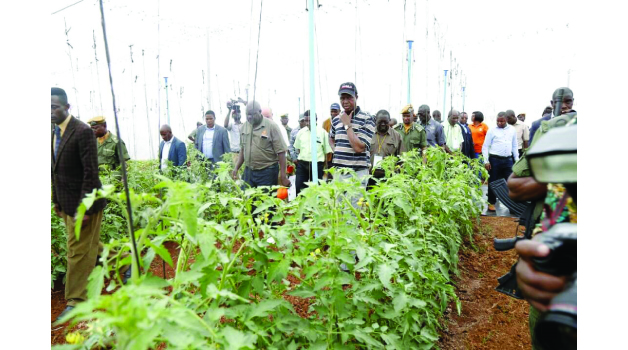 • PRESIDENT Edgar Lungu (in cap) tours the Amiran demonstration tomato field at the on-going Agritech Expo in Chisamba yesterday. Picture by GOODSON LUPIYA/ZANIS